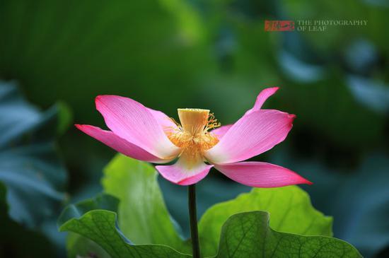 <a href='http://travel.sina.com.cn/hangzhou-lvyou/?from=b-keyword' >杭州</a><a href='http://travel.sina.com.cn/hangzhou_xihu1-lvyou/?from=b-keyword' >西湖</a>,六月荷花香满湖