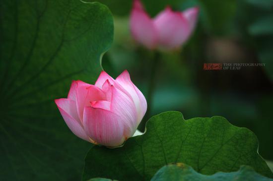 <a href='http://travel.sina.com.cn/hangzhou-lvyou/?from=b-keyword' >杭州</a><a href='http://travel.sina.com.cn/hangzhou_xihu1-lvyou/?from=b-keyword' >西湖</a>,六月荷花香满湖