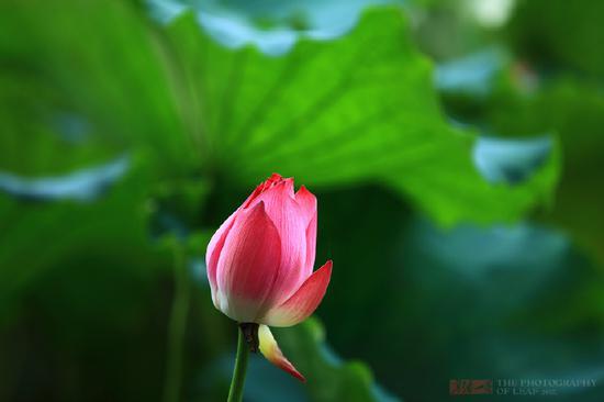 <a href='http://travel.sina.com.cn/hangzhou-lvyou/?from=b-keyword' >杭州</a><a href='http://travel.sina.com.cn/hangzhou_xihu1-lvyou/?from=b-keyword' >西湖</a>,六月荷花香满湖