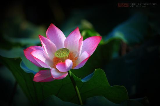 <a href='http://travel.sina.com.cn/hangzhou-lvyou/?from=b-keyword' >杭州</a><a href='http://travel.sina.com.cn/hangzhou_xihu1-lvyou/?from=b-keyword' >西湖</a>,六月荷花香满湖