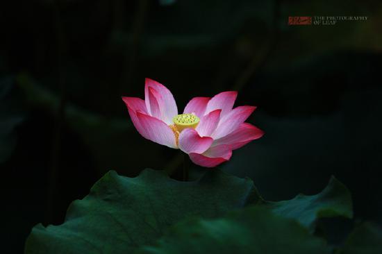 <a href='http://travel.sina.com.cn/hangzhou-lvyou/?from=b-keyword' ><em>杭州</em></a><a href='http://travel.sina.com.cn/hangzhou_xihu1-lvyou/?from=b-keyword' >西湖</a>,六月荷花香满湖