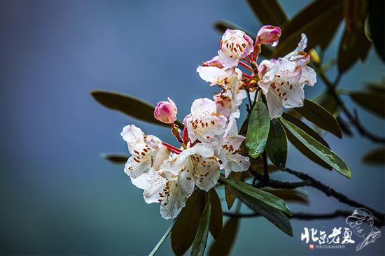 【实拍】江西 <wbr>· <wbr>在三清山云端听杜鹃花开(组图34张)