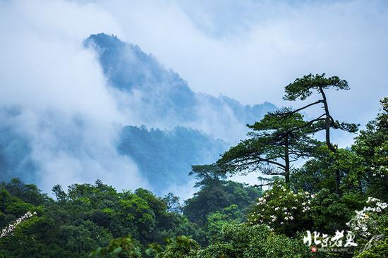【实拍】江西 <wbr>· <wbr>在三清山云端听杜鹃花开(组图34张)