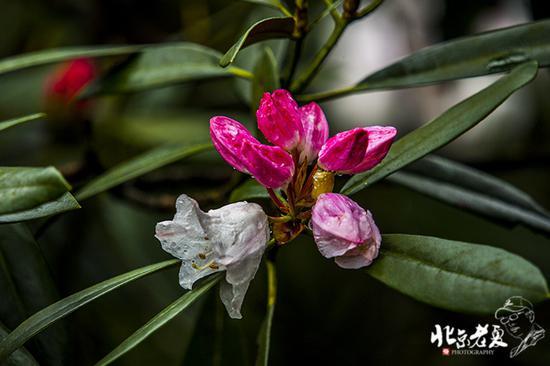 【实拍】江西 <wbr>· <wbr>在三清山云端听杜鹃花开(组图34张)