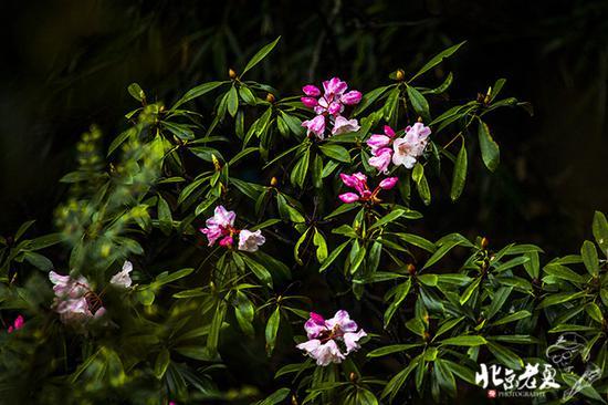 【实拍】江西 <wbr>· <wbr>在三清山云端听杜鹃花开(组图34张)