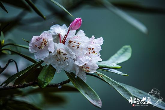【实拍】江西 <wbr>· <wbr>在三清山云端听杜鹃花开(组图34张)
