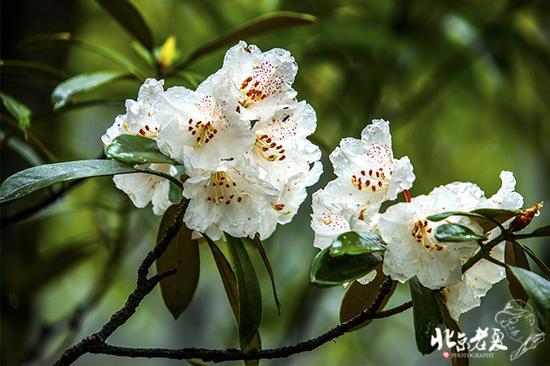 【实拍】江西 <wbr>· <wbr>在三清山云端听杜鹃花开(组图34张)