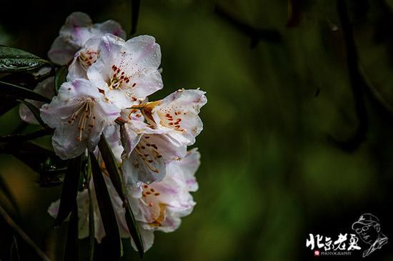 【实拍】江西 <wbr>· <wbr>在三清山云端听杜鹃花开(组图34张)