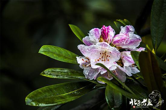 【实拍】江西 <wbr>· <wbr>在三清山云端听杜鹃花开(组图34张)