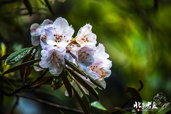 【实拍】江西 <wbr>· <wbr>在三清山云端听杜鹃花开(组图34张)
