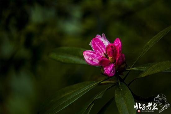 【实拍】江西 <wbr>· <wbr>在三清山云端听杜鹃花开(组图34张)