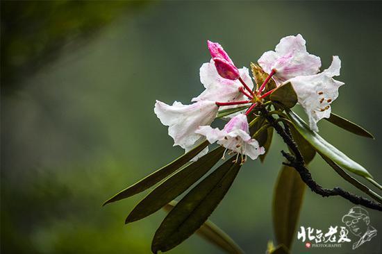 【实拍】江西 <wbr>· <wbr>在三清山云端听杜鹃花开(组图34张)