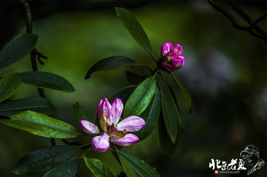 【实拍】江西 <wbr>· <wbr>在三清山云端听杜鹃花开(组图34张)