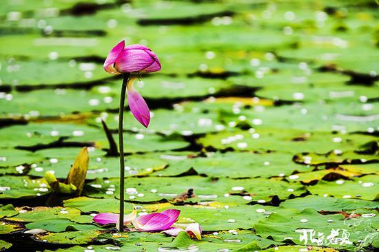 【实拍】京城 <wbr>· <wbr>皇家园林雨后的荷花仙子(组图35张)