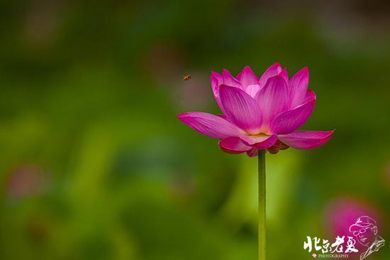 【实拍】京城 <wbr>· <wbr>皇家园林雨后的荷花仙子(组图35张)