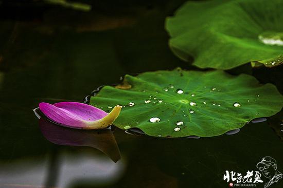 【实拍】京城 <wbr>· <wbr>皇家园林雨后的荷花仙子(组图35张)