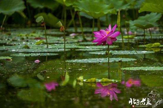 【实拍】京城 <wbr>· <wbr>皇家园林雨后的荷花仙子(组图35张)