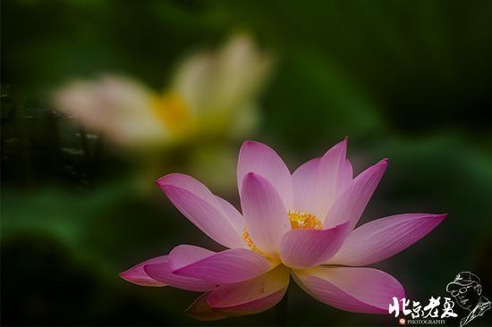 【实拍】京城 <wbr>· <wbr>皇家园林雨后的荷花仙子(组图35张)
