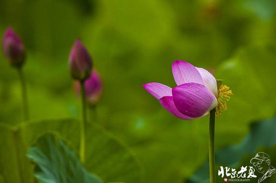 【实拍】京城 <wbr>· <wbr>皇家园林雨后的荷花仙子(组图35张)