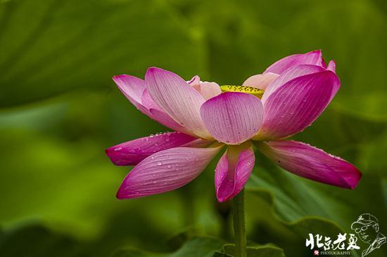 【实拍】京城 <wbr>· <wbr>皇家园林雨后的荷花仙子(组图35张)