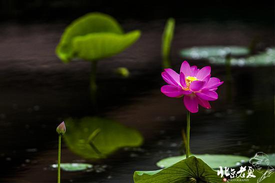 【实拍】京城 <wbr>· <wbr>皇家园林雨后的荷花仙子(组图35张)