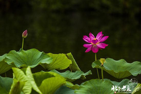 【实拍】京城 <wbr>· <wbr>皇家园林雨后的荷花仙子(组图35张)