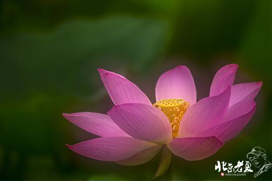 【实拍】京城 <wbr>· <wbr>皇家园林雨后的荷花仙子(组图35张)