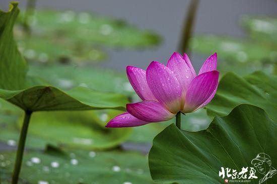 【实拍】京城 <wbr>· <wbr>皇家园林雨后的荷花仙子(组图35张)