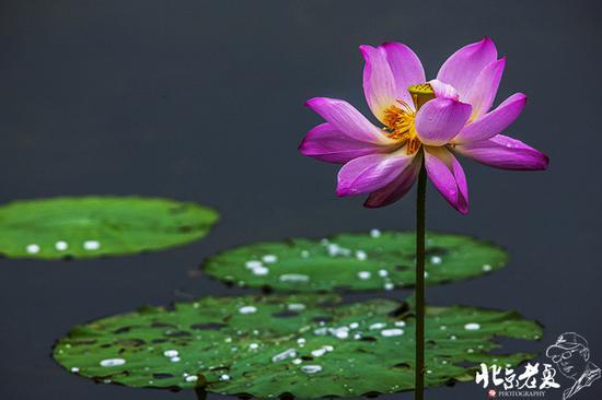 【实拍】京城 <wbr>· <wbr>皇家园林雨后的荷花仙子(组图35张)