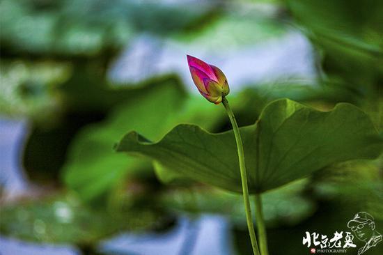 【实拍】京城 <wbr>· <wbr>皇家园林雨后的荷花仙子(组图35张)