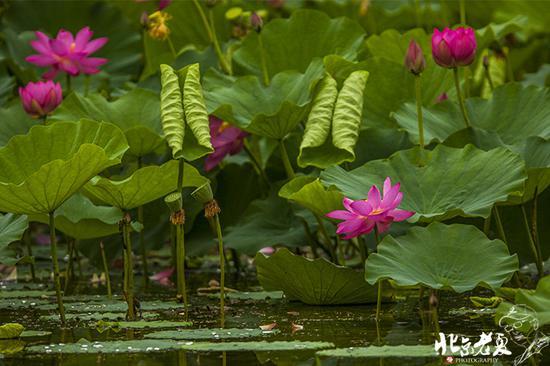 【实拍】京城 <wbr>· <wbr>皇家园林雨后的荷花仙子(组图35张)
