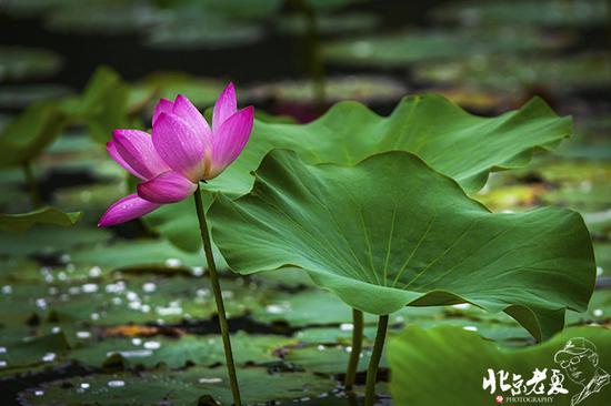 【实拍】京城 <wbr>· <wbr>皇家园林雨后的荷花仙子(组图35张)