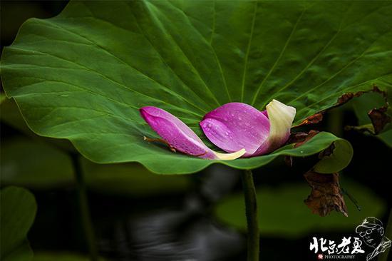 【实拍】京城 <wbr>· <wbr>皇家园林雨后的荷花仙子(组图35张)