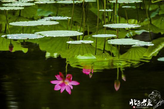 【实拍】京城 <wbr>· <wbr>皇家园林雨后的荷花仙子(组图35张)