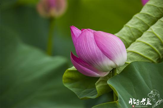 【实拍】京城 <wbr>· <wbr>皇家园林雨后的荷花仙子(组图35张)