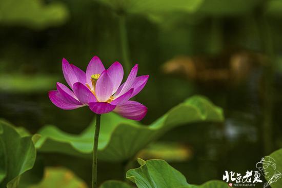 【实拍】京城 <wbr>· <wbr>皇家园林雨后的荷花仙子(组图35张)