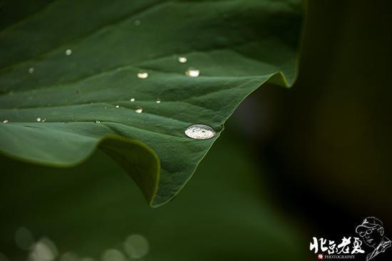 【实拍】京城 <wbr>· <wbr>皇家园林雨后的荷花仙子(组图35张)