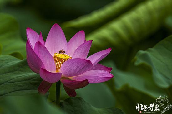 【实拍】京城 <wbr>· <wbr>皇家园林雨后的荷花仙子(组图35张)