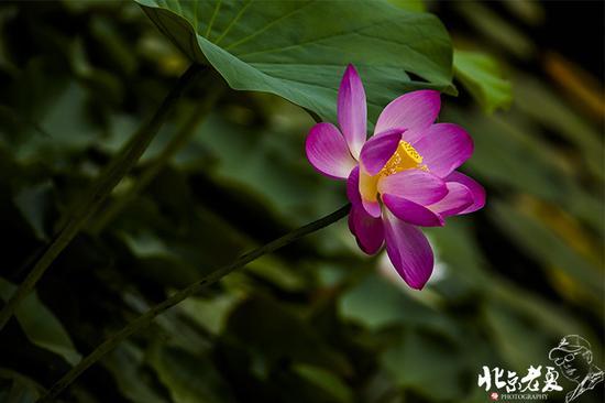 【实拍】京城 <wbr>· <wbr>皇家园林雨后的荷花仙子(组图35张)