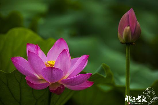 【实拍】京城 <wbr>· <wbr>皇家园林雨后的荷花仙子(组图35张)