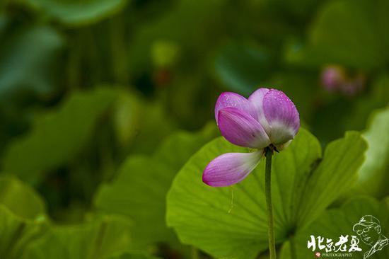 【实拍】京城 <wbr>· <wbr>皇家园林雨后的荷花仙子(组图35张)