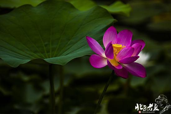 【实拍】京城 <wbr>· <wbr>皇家园林雨后的荷花仙子(组图35张)