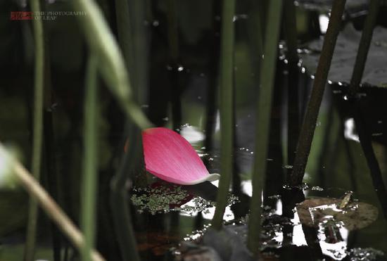 <a href='http://travel.sina.com.cn/hangzhou-lvyou/?from=b-keyword' >杭州</a><a href='http://travel.sina.com.cn/hangzhou_xihu1-lvyou/?from=b-keyword' >西湖</a>,六月荷花香满湖