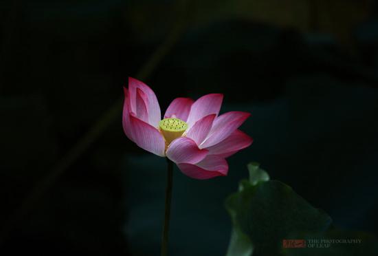 <a href='http://travel.sina.com.cn/hangzhou-lvyou/?from=b-keyword' >杭州</a><a href='http://travel.sina.com.cn/hangzhou_xihu1-lvyou/?from=b-keyword' >西湖</a>,六月荷花香满湖
