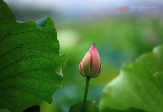 <a href='http://travel.sina.com.cn/hangzhou-lvyou/?from=b-keyword' >杭州</a><a href='http://travel.sina.com.cn/hangzhou_xihu1-lvyou/?from=b-keyword' >西湖</a>,六月荷花香满湖