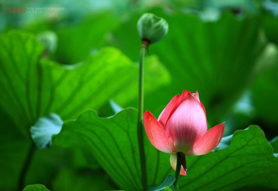 <a href='http://travel.sina.com.cn/hangzhou-lvyou/?from=b-keyword' >杭州</a><a href='http://travel.sina.com.cn/hangzhou_xihu1-lvyou/?from=b-keyword' >西湖</a>,六月荷花香满湖