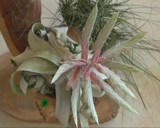 园艺超市 植物专家 李国强