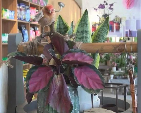 园艺超市 植物专家 李国强