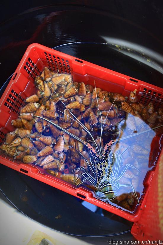 在鸭公岛上可以品尝一下渔民捕捞的南海贝类,鱼虾,原生态生猛海鲜哦!