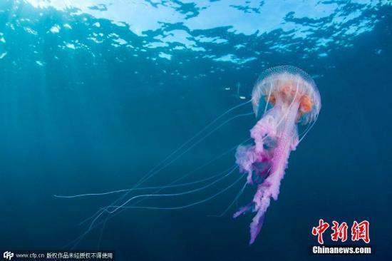 资料图:水母。图片来源:CFP视觉中国